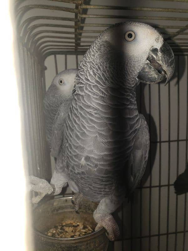 African Grey Parrot 2