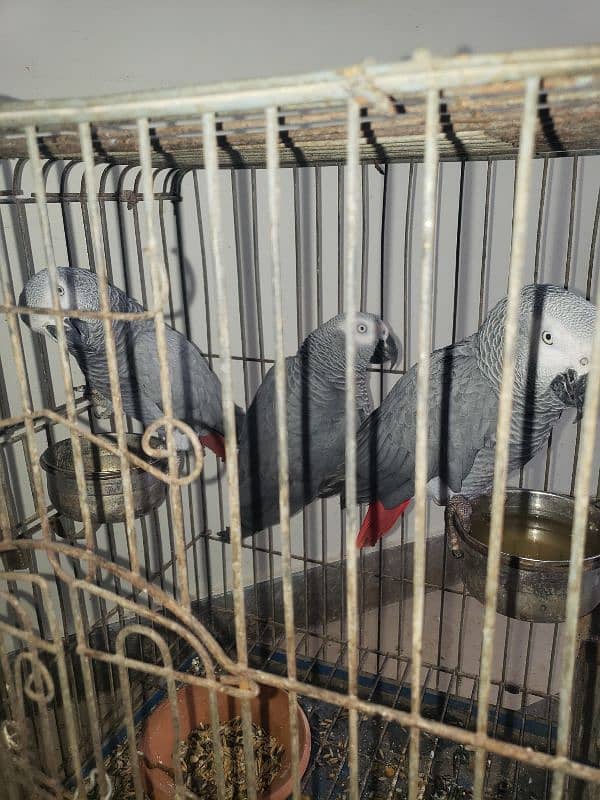 African Grey Parrot 3