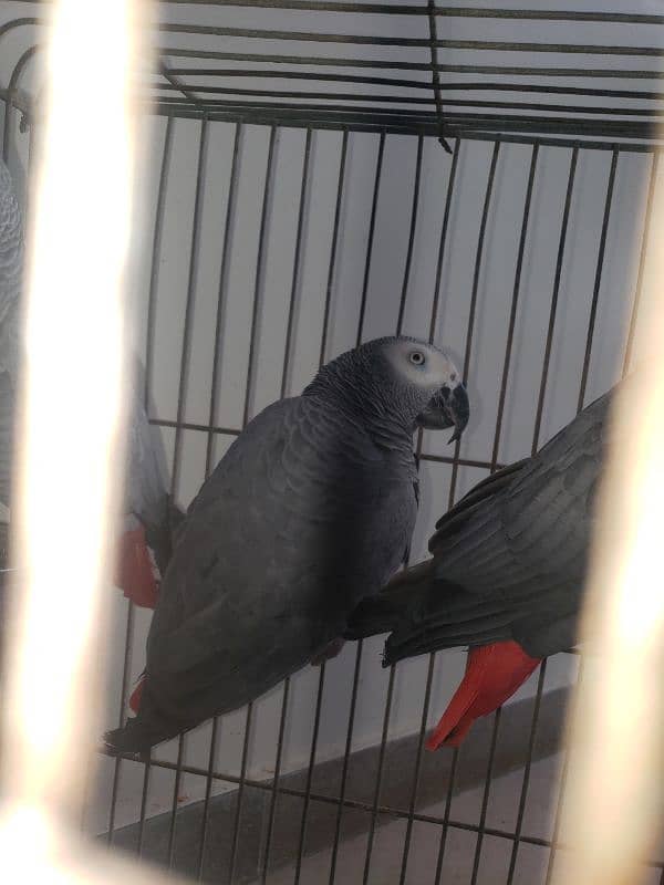 African Grey Parrot 4