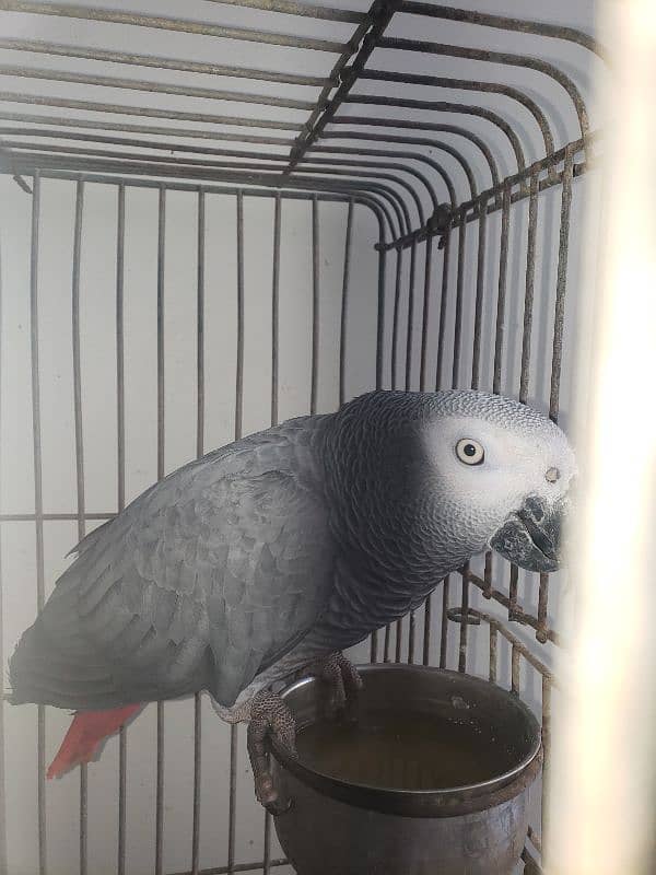 African Grey Parrot 5