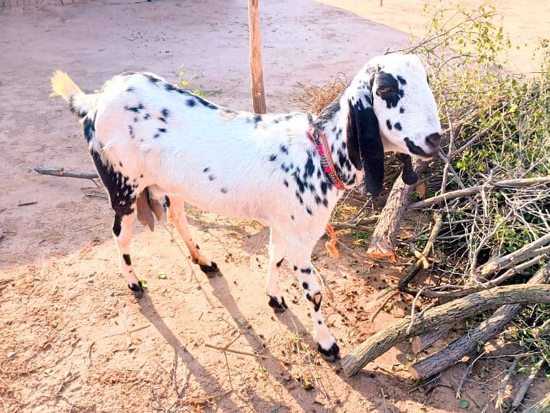 1 White beautiful Goat 4 Than wali 0