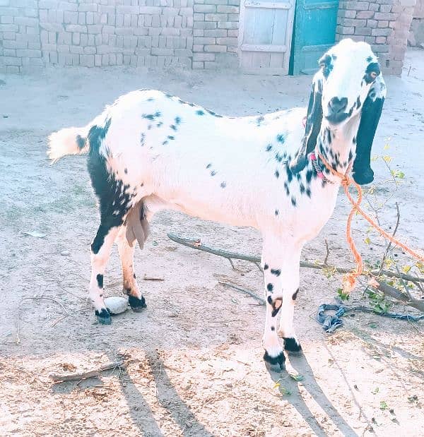 1 White beautiful Goat 4 Than wali 1