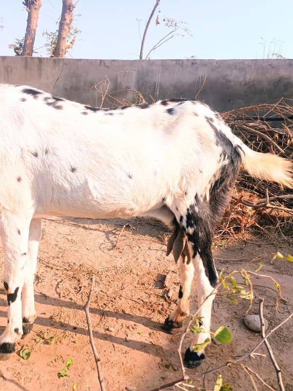 1 White beautiful Goat 4 Than wali 2