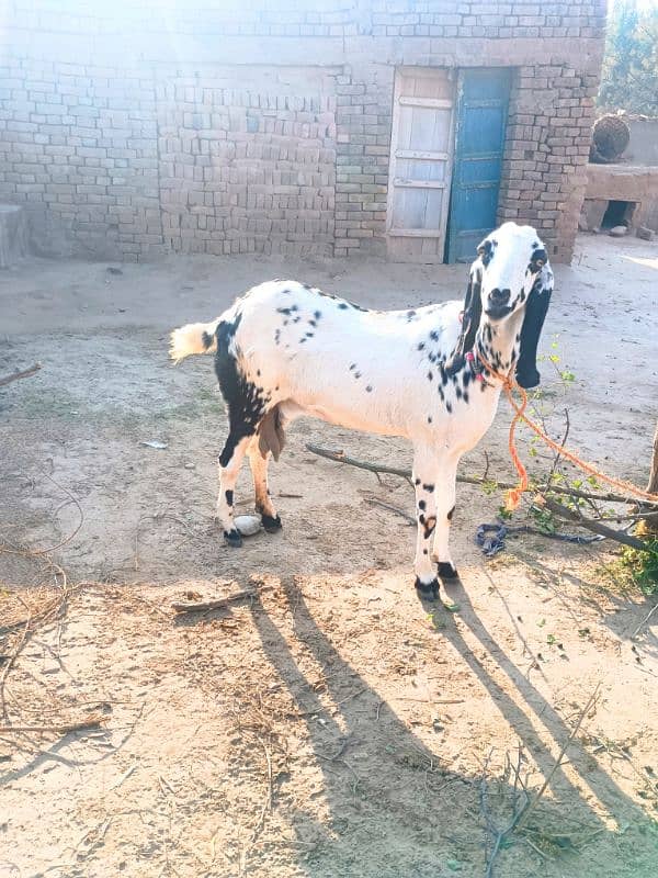 1 White beautiful Goat 4 Than wali 3