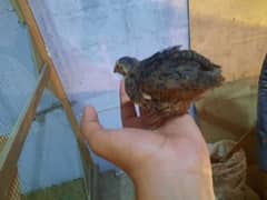 batair quail