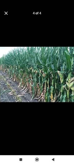 Silage corn