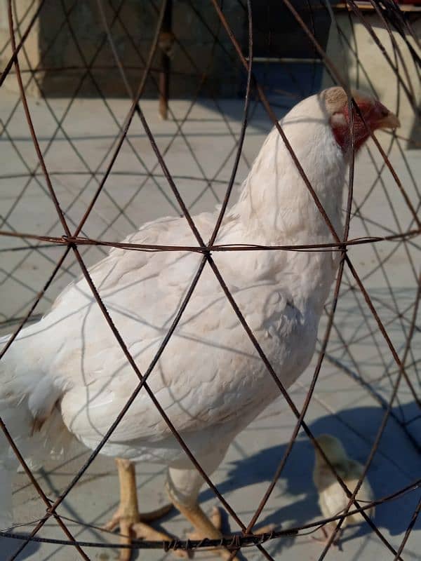 king Size Heera Female Egg Laying 5