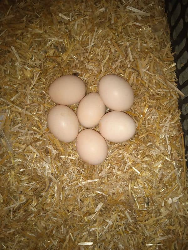 king Size Heera Female Egg Laying 7