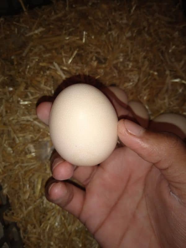 king Size Heera Female Egg Laying 8