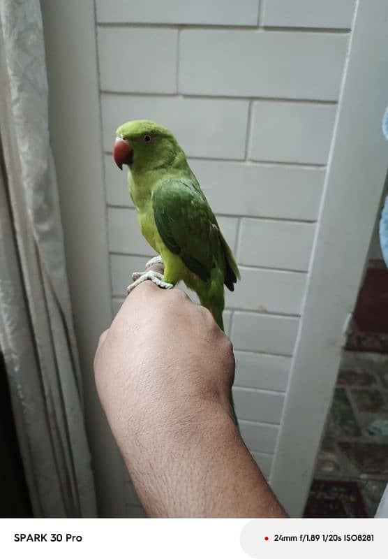 hand attempt parrot 0