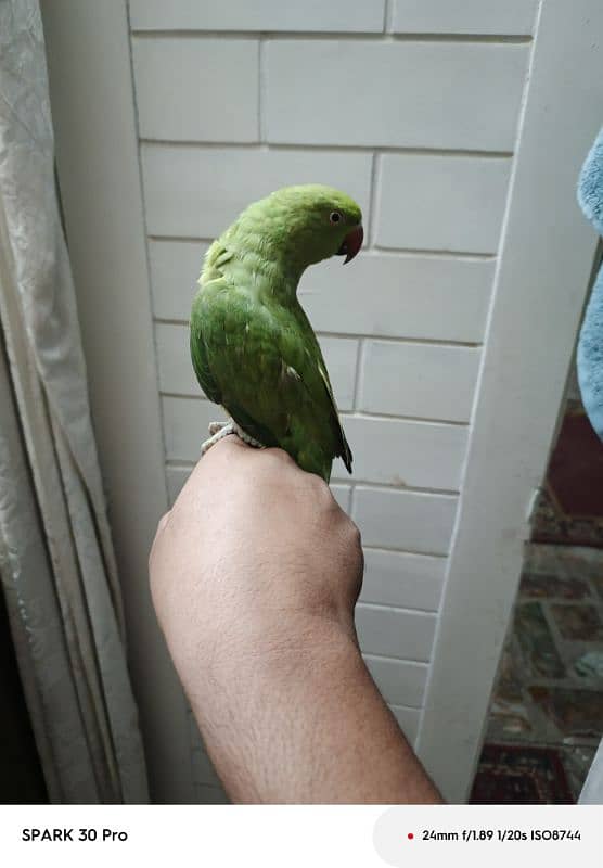 hand attempt parrot 1