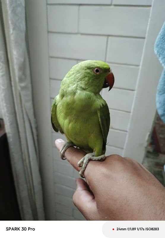 hand attempt parrot 2