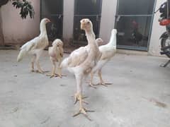 white O Shamo Chicks