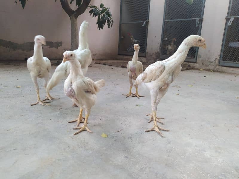 white O Shamo Chicks 2