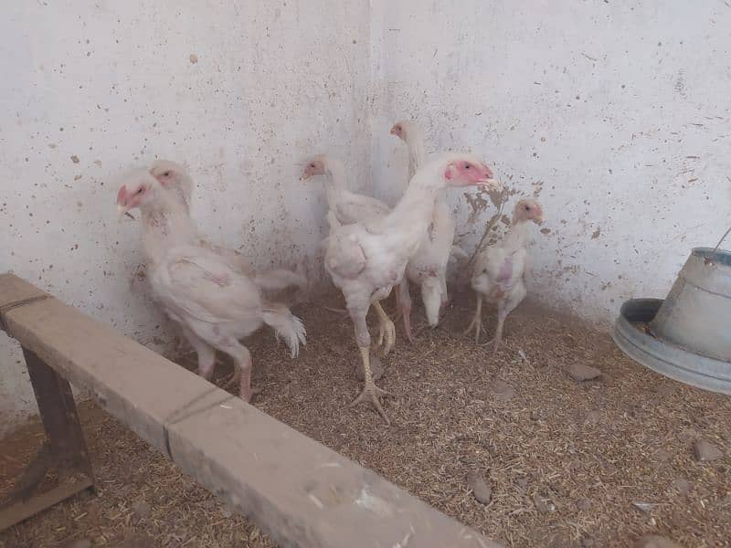 white O Shamo Chicks 5