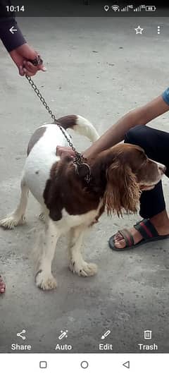 English pointer