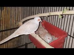 red dove female 500