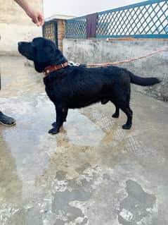 Labrador Pedigree male available for Sale