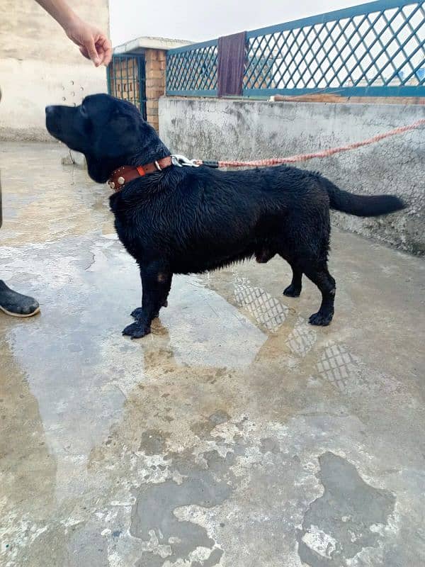 Labrador male  available for urgent Sale 0