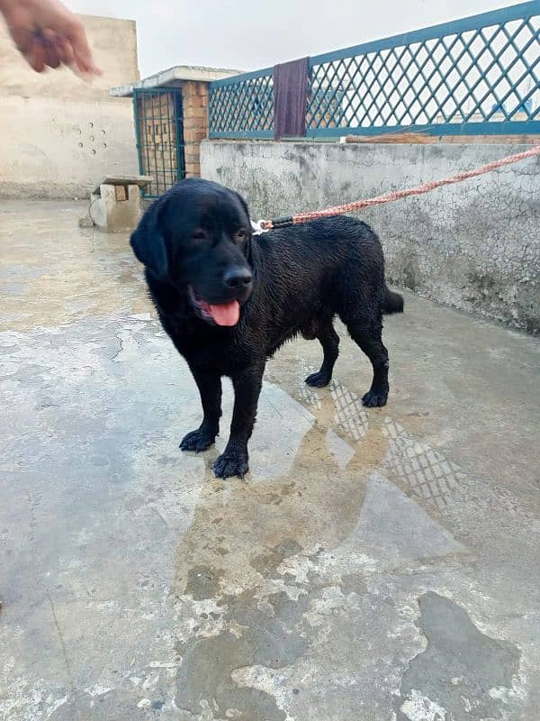 Labrador male  available for urgent Sale 1