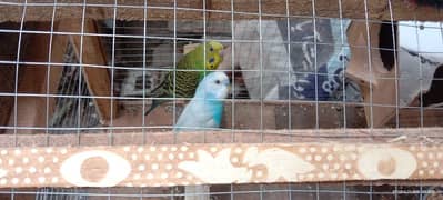 Adult budgie breeding pair. parrots with cage