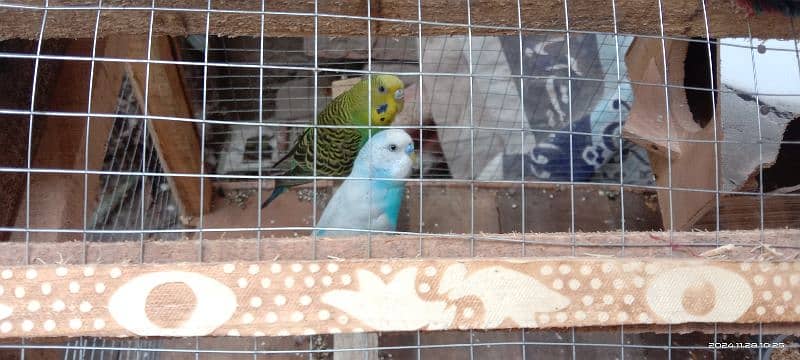 Adult budgie breeding pair. parrots with cage 0