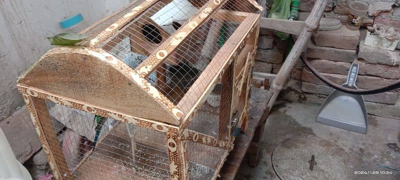 Adult budgie breeding pair. parrots with cage 1