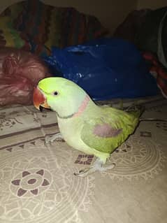 Kashmiri Raw Parrot