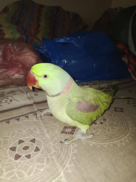 Kashmiri Raw Parrot 0