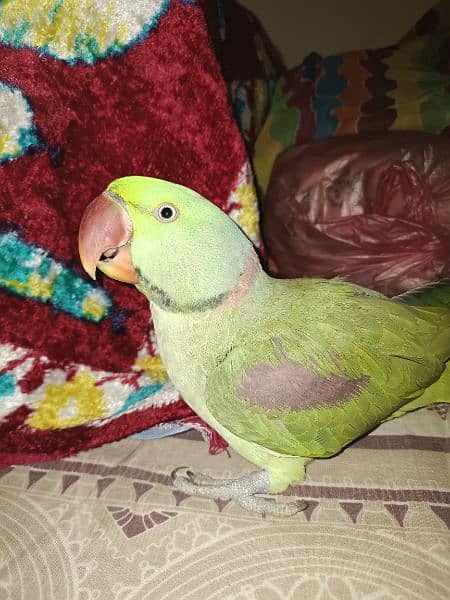 Kashmiri Raw Parrot 2