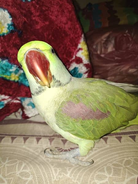 Kashmiri Raw Parrot 3