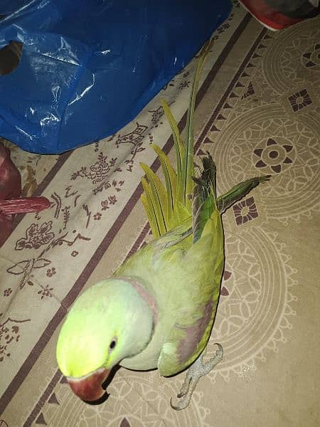 Kashmiri Raw Parrot 4