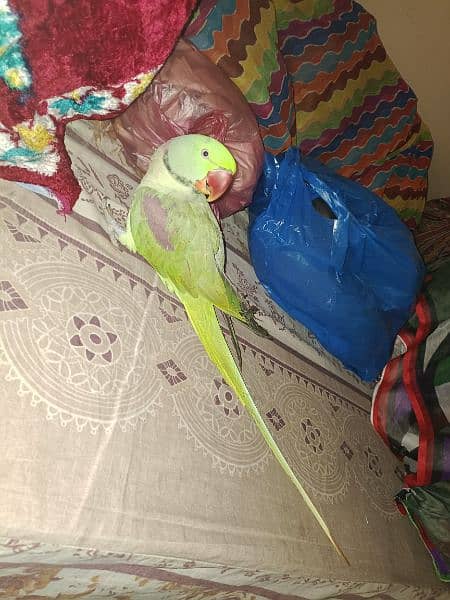 Kashmiri Raw Parrot 5