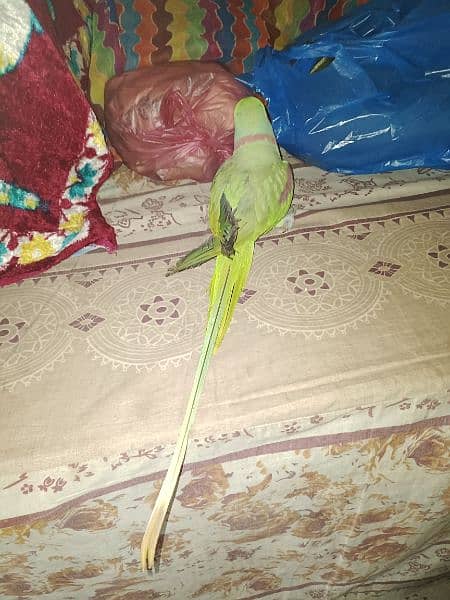 Kashmiri Raw Parrot 6