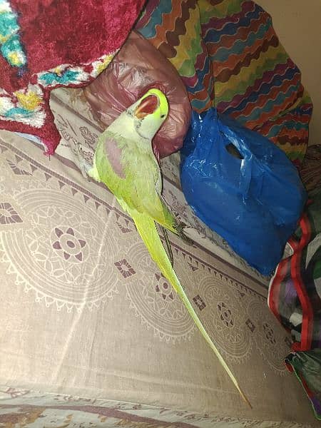 Kashmiri Raw Parrot 7