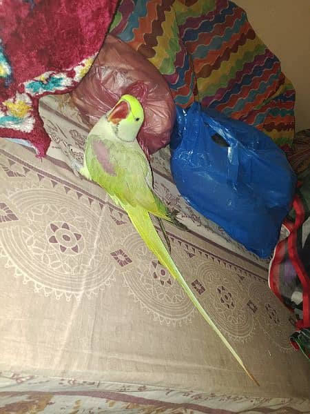 Kashmiri Raw Parrot 8