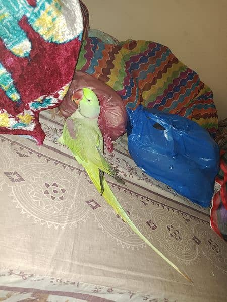 Kashmiri Raw Parrot 9