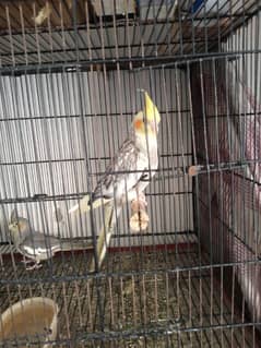 Grey Cockatiel 4 pc