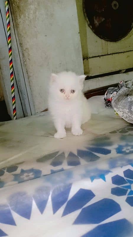 persian kitten | semi Punch face Kittens | persian cat| tripple coat 3