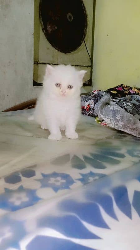 persian kitten | semi Punch face Kittens | persian cat| tripple coat 7