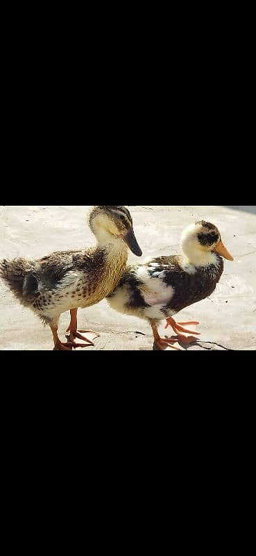 beautiful healthy ducks for sale 0