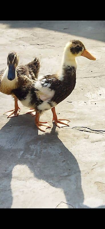 beautiful healthy ducks for sale 1