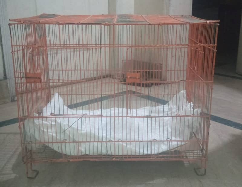 For sale Male Cats with Metal Cage 1