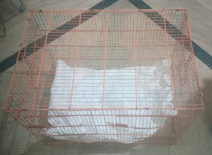 For sale Male Cats with Metal Cage 2