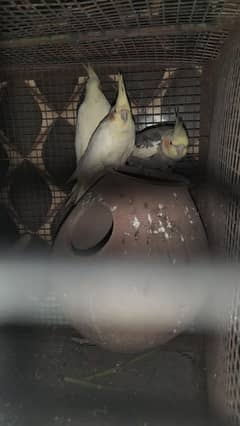 cockatiel