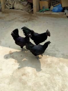 AYAM