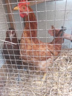 hens for sale starter