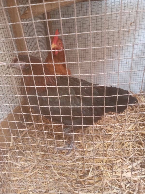 hens for sale starter 1