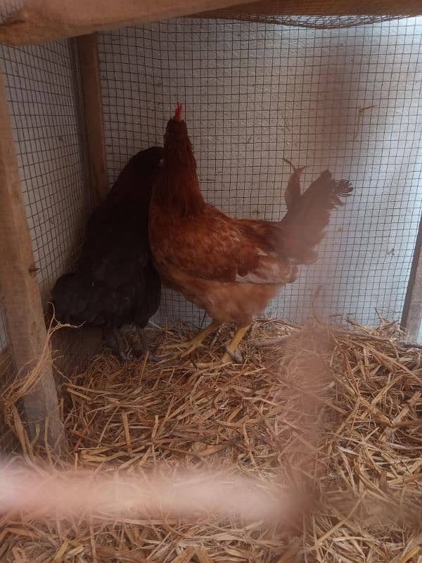 hens for sale starter 2