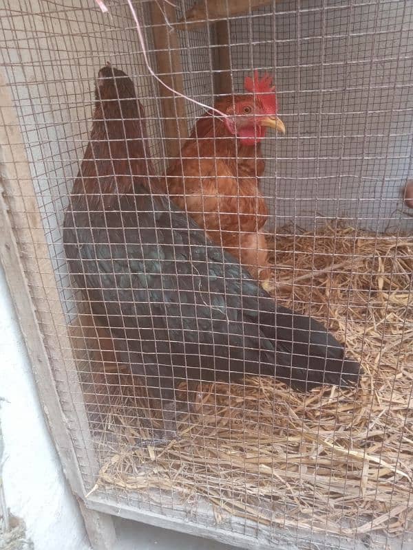 hens for sale starter 3